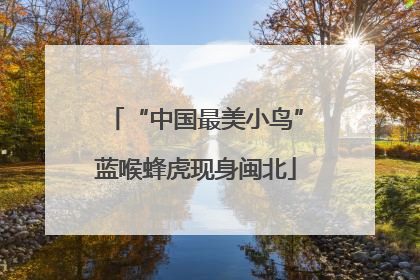 “中国最美小鸟”蓝喉蜂虎现身闽北