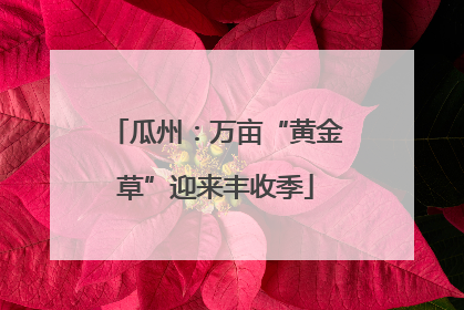 瓜州：万亩“黄金草”迎来丰收季
