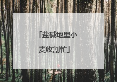 盐碱地里小麦收割忙