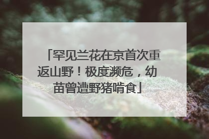罕见兰花在京首次重返山野！极度濒危，幼苗曾遭野猪啃食