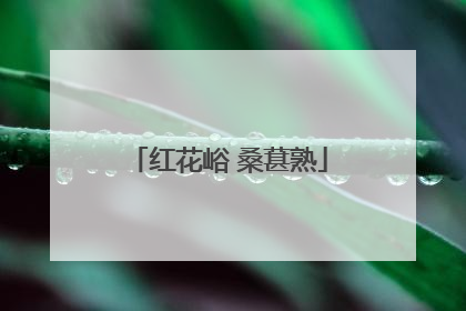 红花峪 桑葚熟