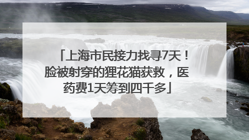 上海市民接力找寻7天！脸被射穿的狸花猫获救，医药费1天筹到四千多