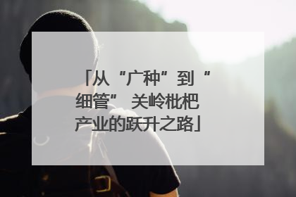 从“广种”到“细管” 关岭枇杷产业的跃升之路