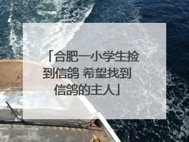 合肥一小学生捡到信鸽 希望找到信鸽的主人