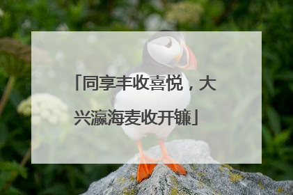 同享丰收喜悦，大兴瀛海麦收开镰