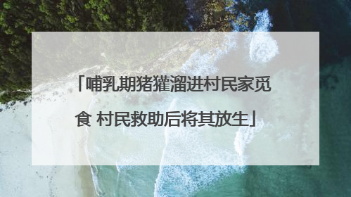 哺乳期猪獾溜进村民家觅食 村民救助后将其放生