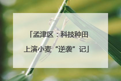 孟津区：科技种田 上演小麦“逆袭”记