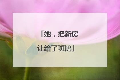 她，把新房让给了斑鸠