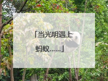 当光明遇上蚂蚁……