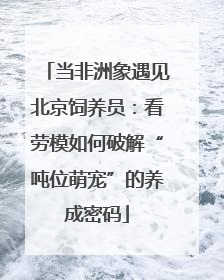 当非洲象遇见北京饲养员：看劳模如何破解“吨位萌宠”的养成密码