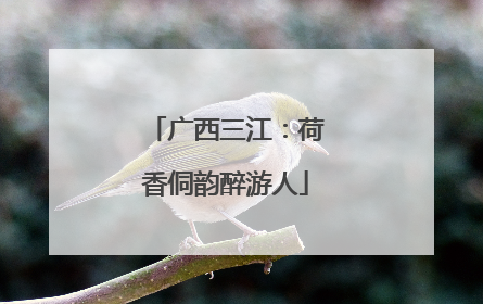 广西三江：荷香侗韵醉游人