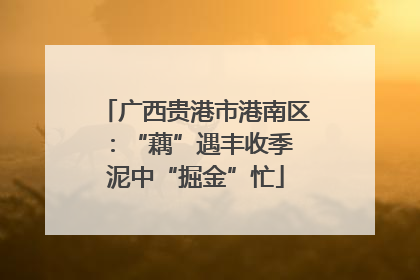 广西贵港市港南区：“藕”遇丰收季 泥中“掘金”忙