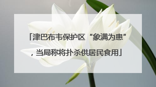 津巴布韦保护区“象满为患”，当局称将扑杀供居民食用