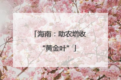 海南：助农增收 “黄金叶”