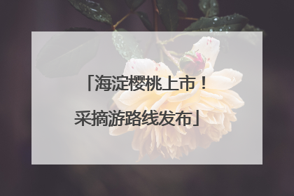海淀樱桃上市！采摘游路线发布