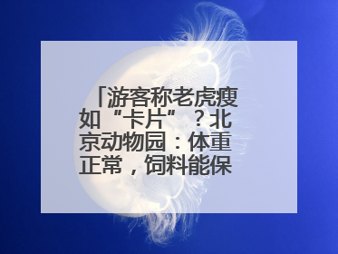 游客称老虎瘦如“卡片”？北京动物园：体重正常，饲料能保障营养需求