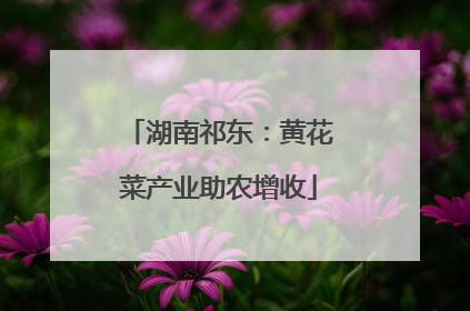 湖南祁东：黄花菜产业助农增收