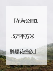 花海公园1.5万平方米醉蝶花盛放