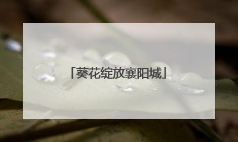 葵花绽放襄阳城