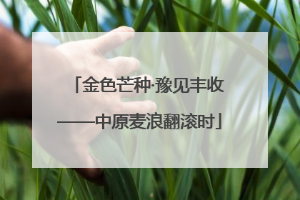 金色芒种·豫见丰收——中原麦浪翻滚时