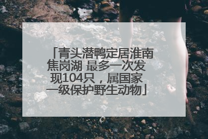 青头潜鸭定居淮南焦岗湖 最多一次发现104只，属国家一级保护野生动物
