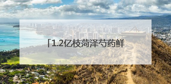 1.2亿枝菏泽芍药鲜切花绽放“国色芳华”