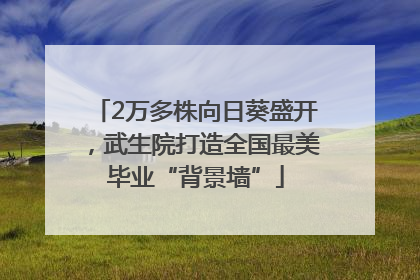 2万多株向日葵盛开，武生院打造全国最美毕业“背景墙”