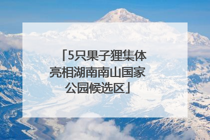 5只果子狸集体亮相湖南南山国家公园候选区